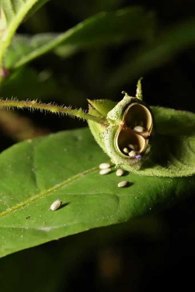 Anting-anting pinhead capsule in macro splitting into three lobes with small ovoid seeds