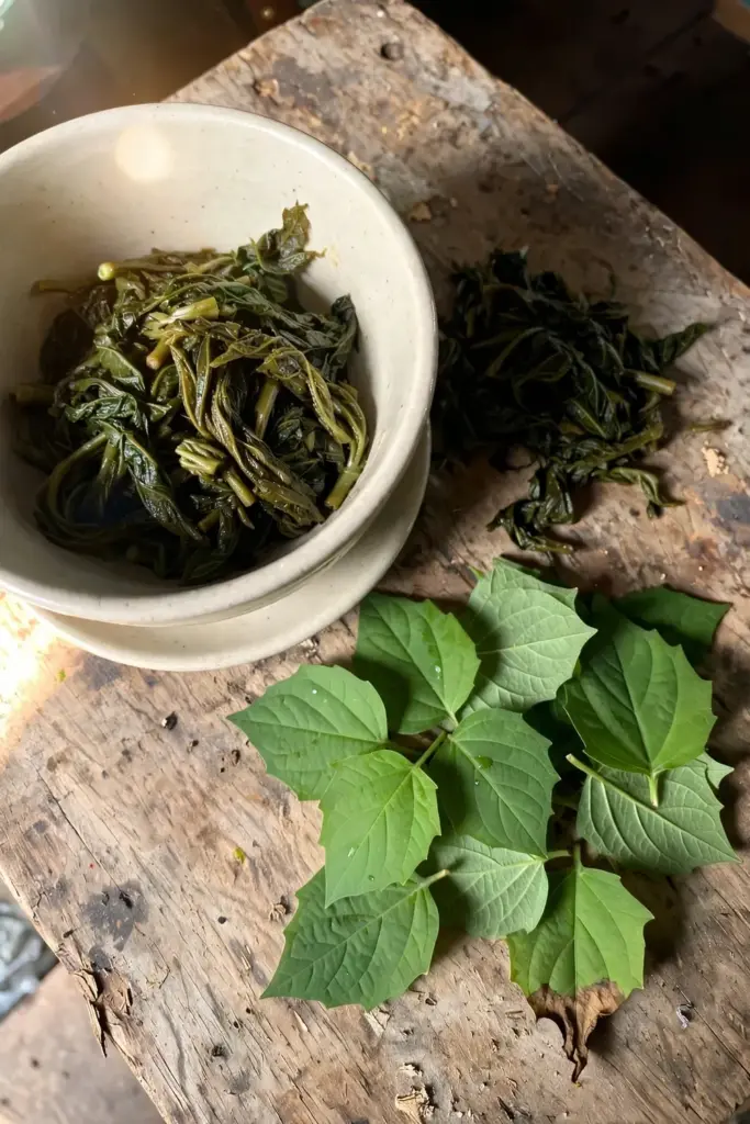 Cooked young anting-anting shoots in a bowl beside fresh leaves on a timber board