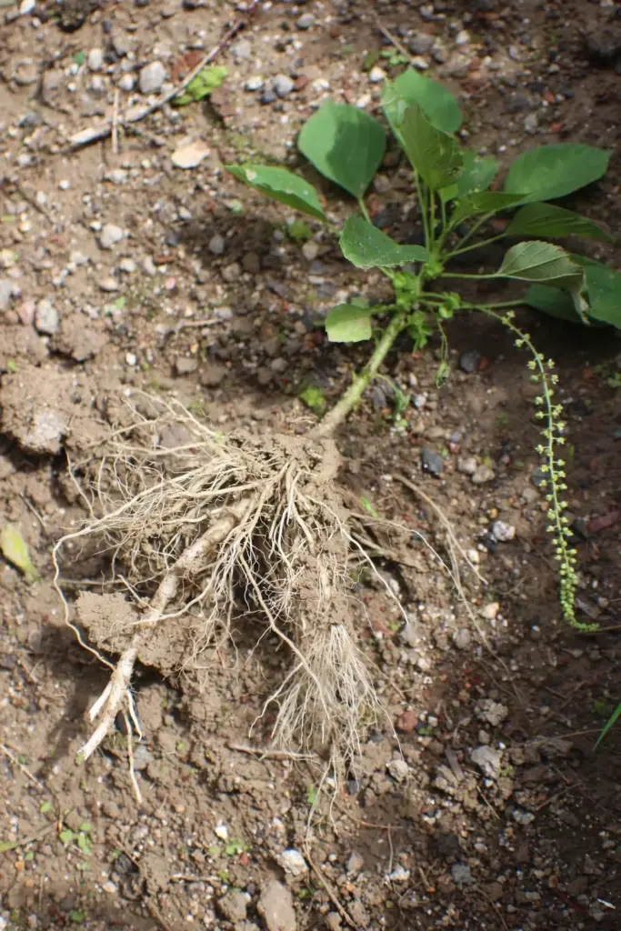 Pulled anting-anting plant with its root mass exposed on bare soil beside its leaves