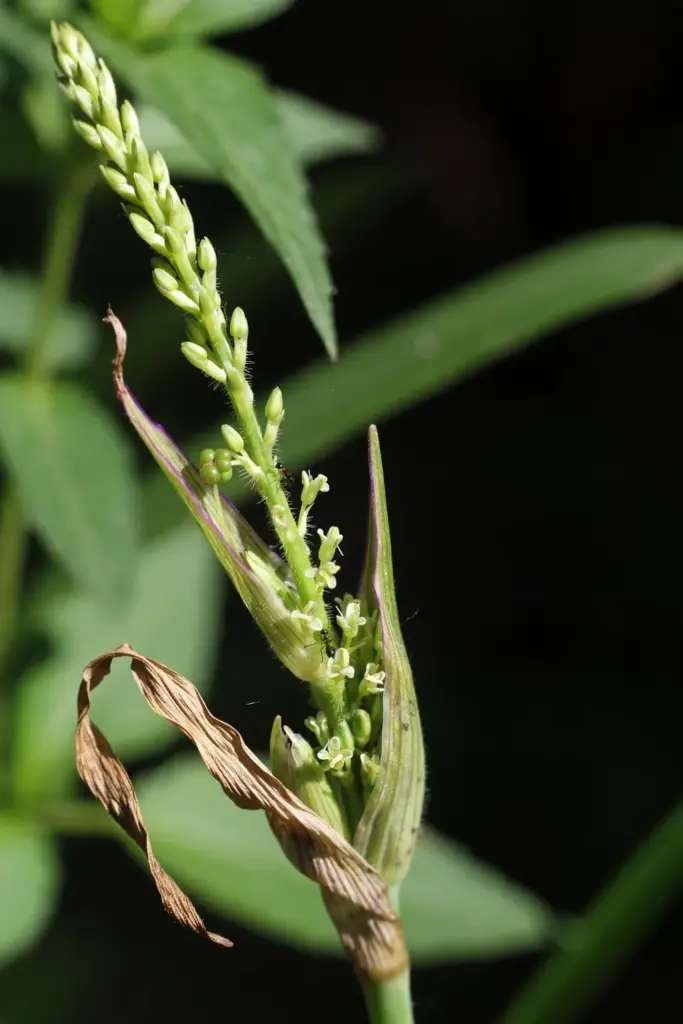 Thin anting-anting flower spike in macro with broad leafy bracts and a slender male tip