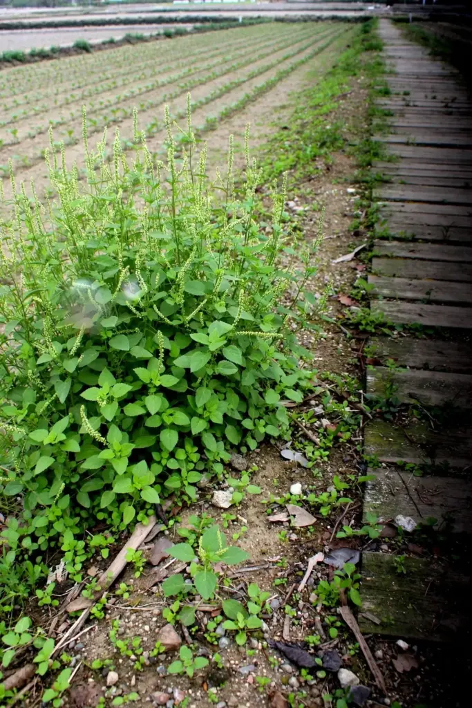 Volunteer anting-anting plants colonizing disturbed soil along a garden path edge