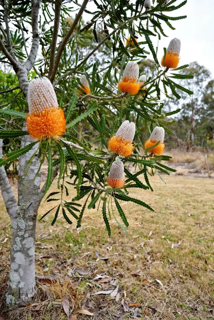 Acorn banksia with orange acorn-shaped spikes and smooth gray bark