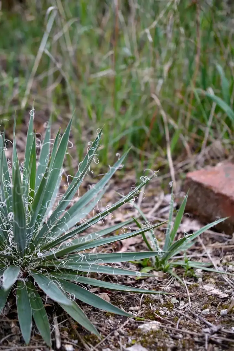 Adam's needle rosette with curly fiber threads along every leaf margin