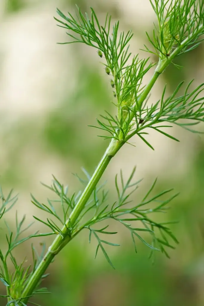 Close-up of an ajwain stem being inspected for aphids