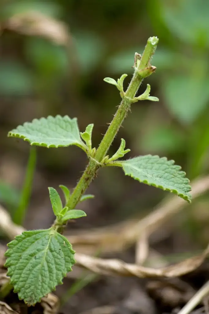 Pinched growing tips of an ajwain plant with side shoots forming