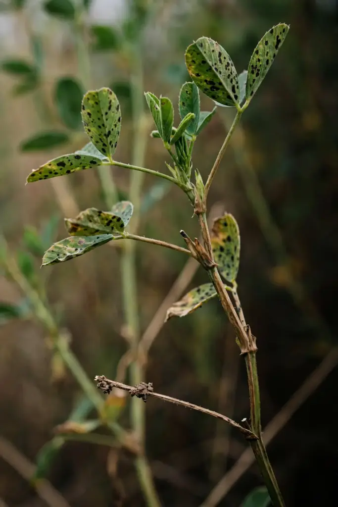 Alfalfa petiole and stem blighted tan by leptosphaerulina leaf spot.