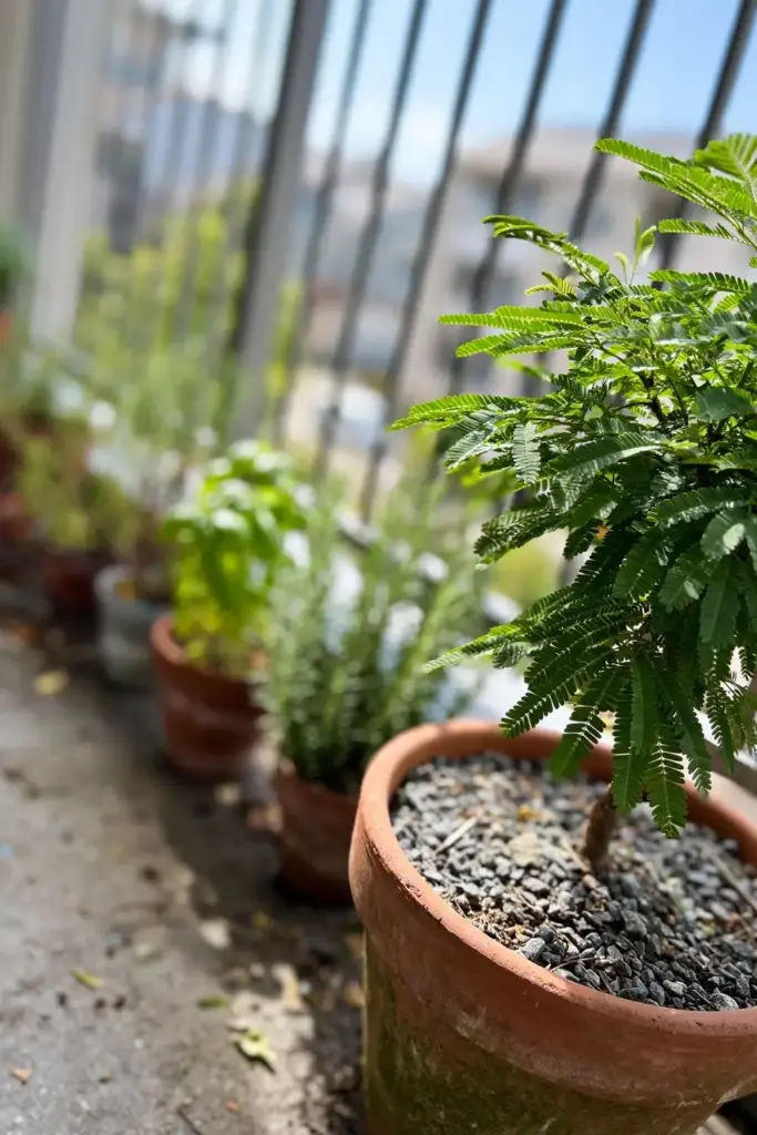 Amla tree growing in a large terracotta pot