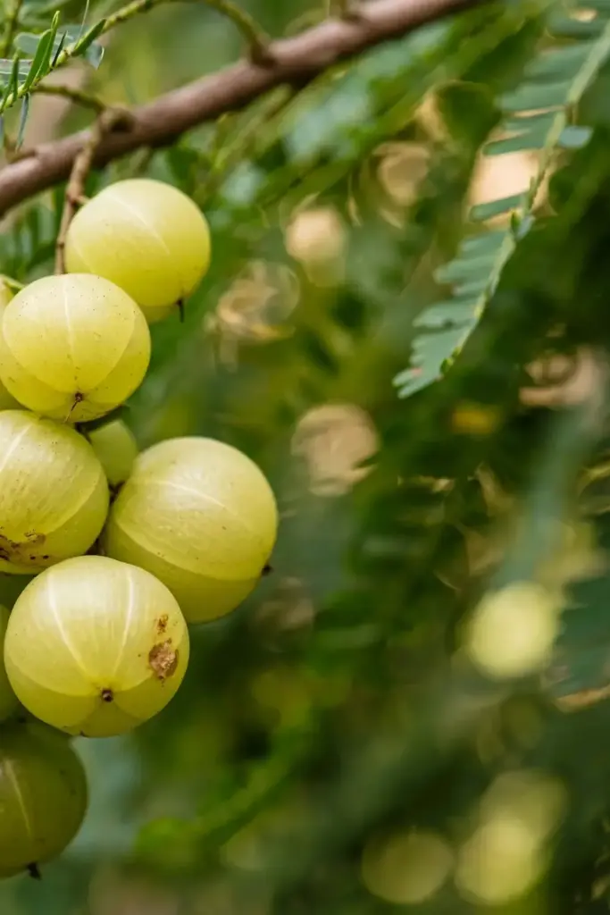 Large ripe amla fruits on the branch
