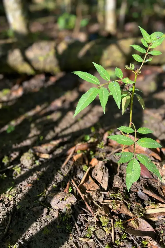 Young andaliman seedling newly planted in dappled shade under tree canopy