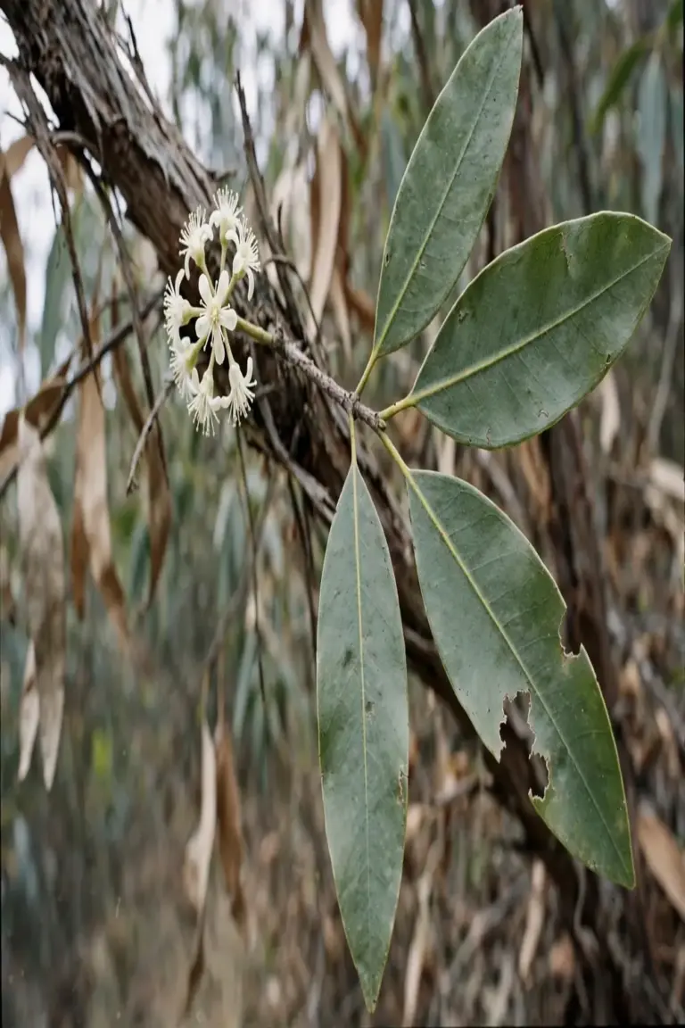 Angophora branch with opposite paired adult leaves