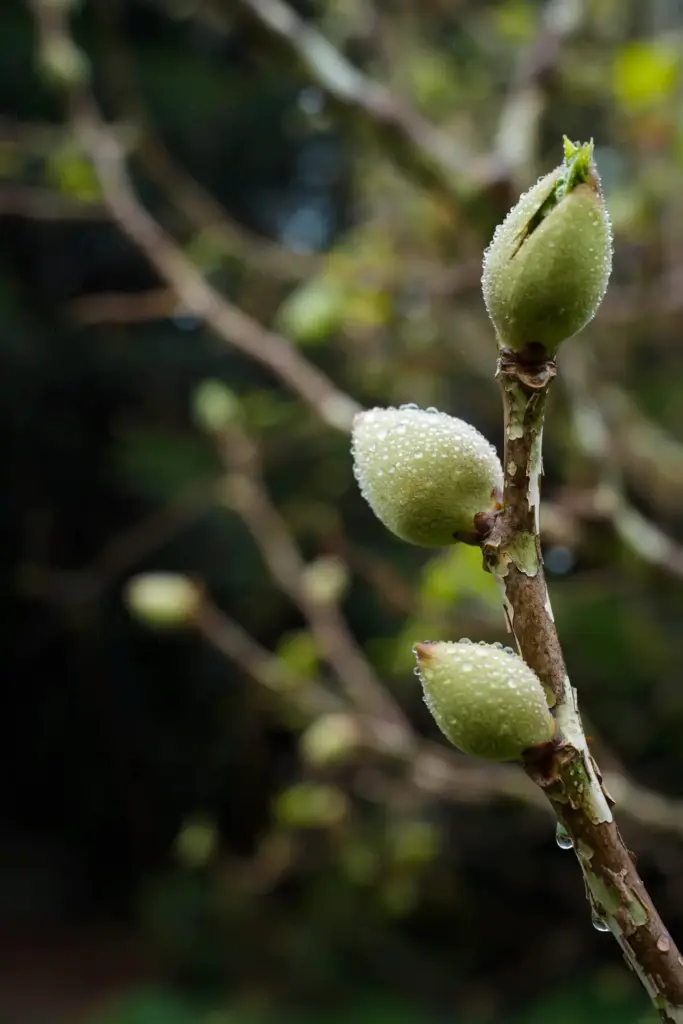 Swelling sycamore buds with fine spray droplets at bud break.