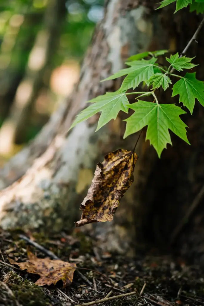 Fresh green second-flush leaves beside an older blotched sycamore leaf.