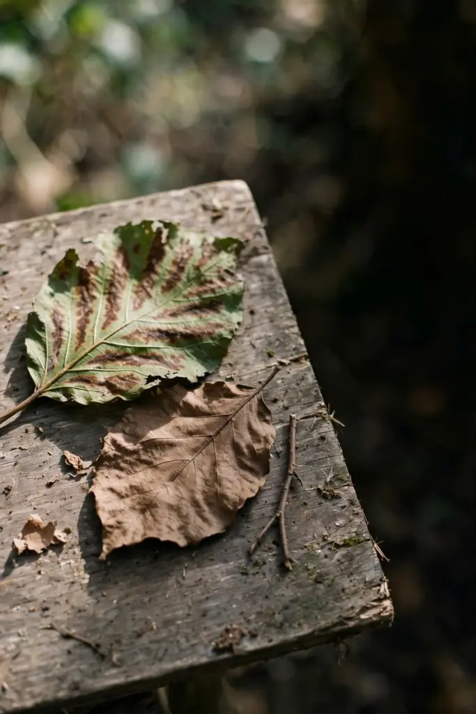 Blotched anthracnose leaf beside a uniformly browned frost-damaged leaf.