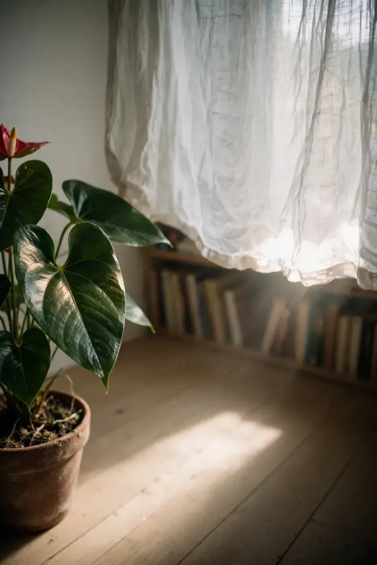 Potted anthurium set back from a bright east-facing window with a sheer curtain