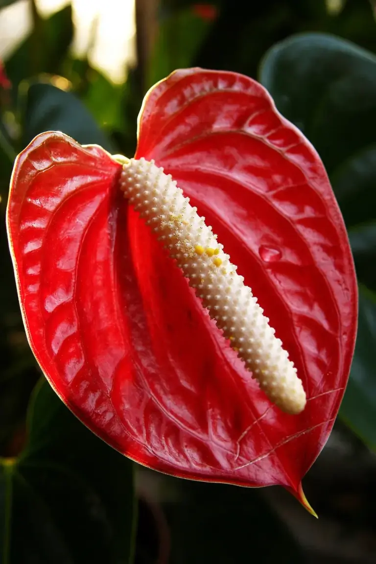 Macro of a red anthurium spathe with a cream spadix covered in tiny true flowers