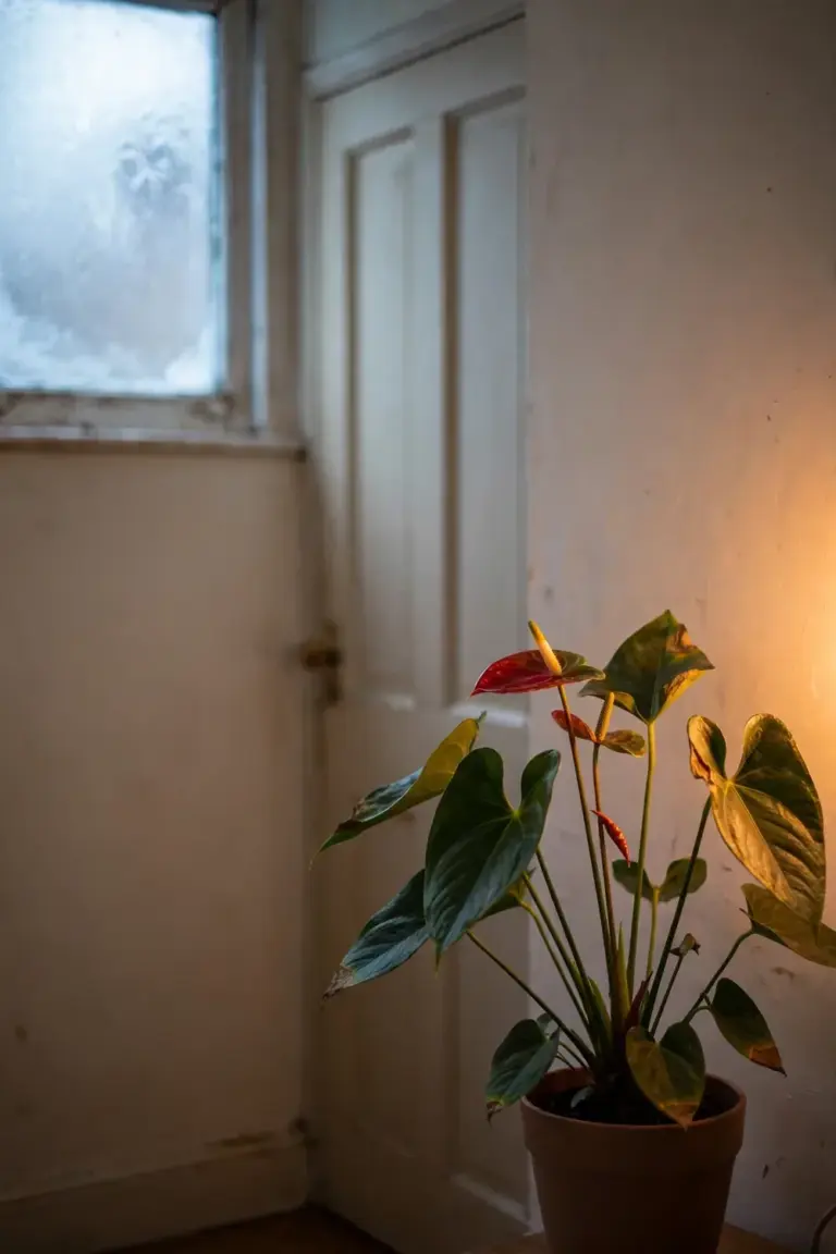 Anthurium pot placed in a warm draft-free room corner away from a cold window