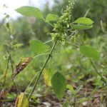Anting-anting plant with rhombic-ovate leaves, thin flower spikes, and pinhead capsules in a garden bed