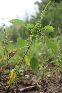 Anting-anting plant with rhombic-ovate leaves, thin flower spikes, and pinhead capsules in a garden bed