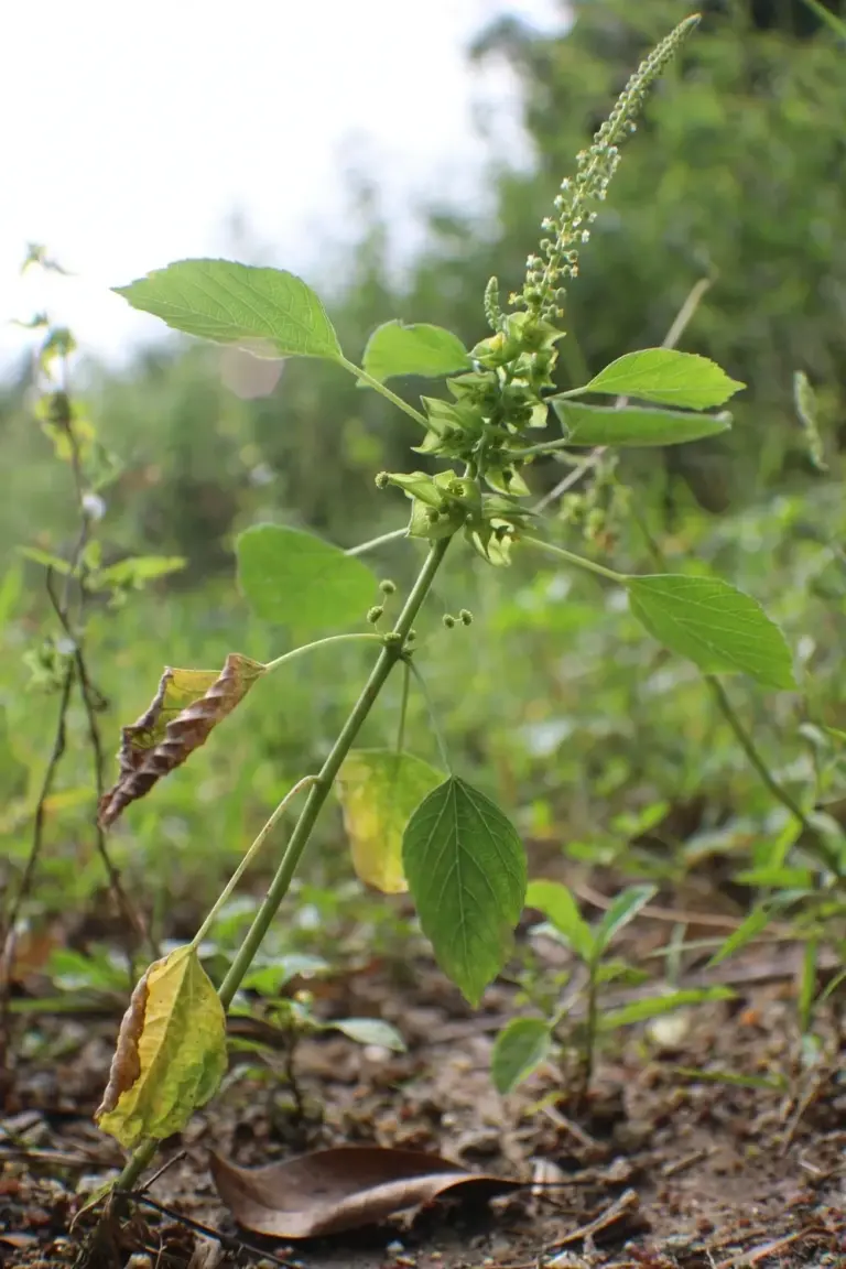 Anting-anting plant with rhombic-ovate leaves, thin flower spikes, and pinhead capsules in a garden bed
