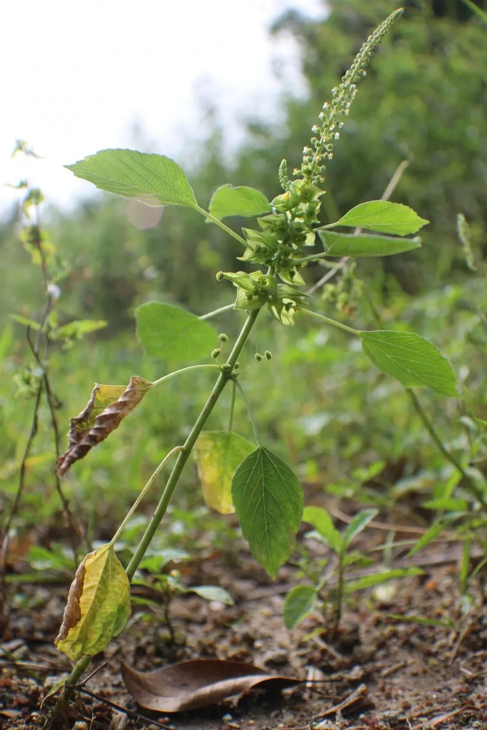 Anting-anting plant with rhombic-ovate leaves, thin flower spikes, and pinhead capsules in a garden bed