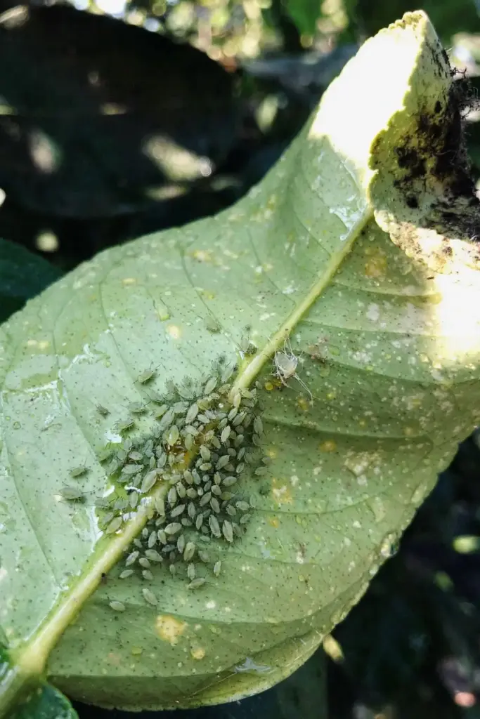 Aphid cluster crowding the underside of a pomelo leaf along the midrib