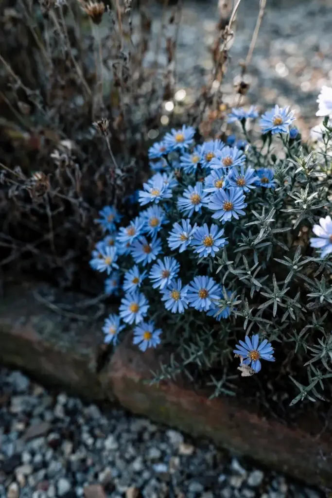 Close view of small sky-blue aromatic aster flowers with balsam-scented leaves