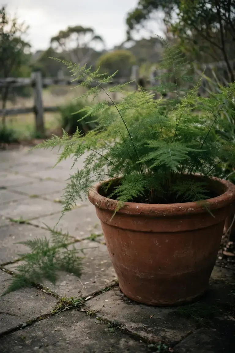 Potted asparagus fern on a patio with native bushland blurred far behind it