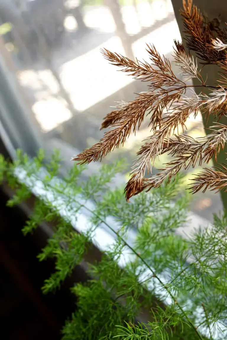 Asparagus fern sprays with browned scorched needle tips from too much direct sun