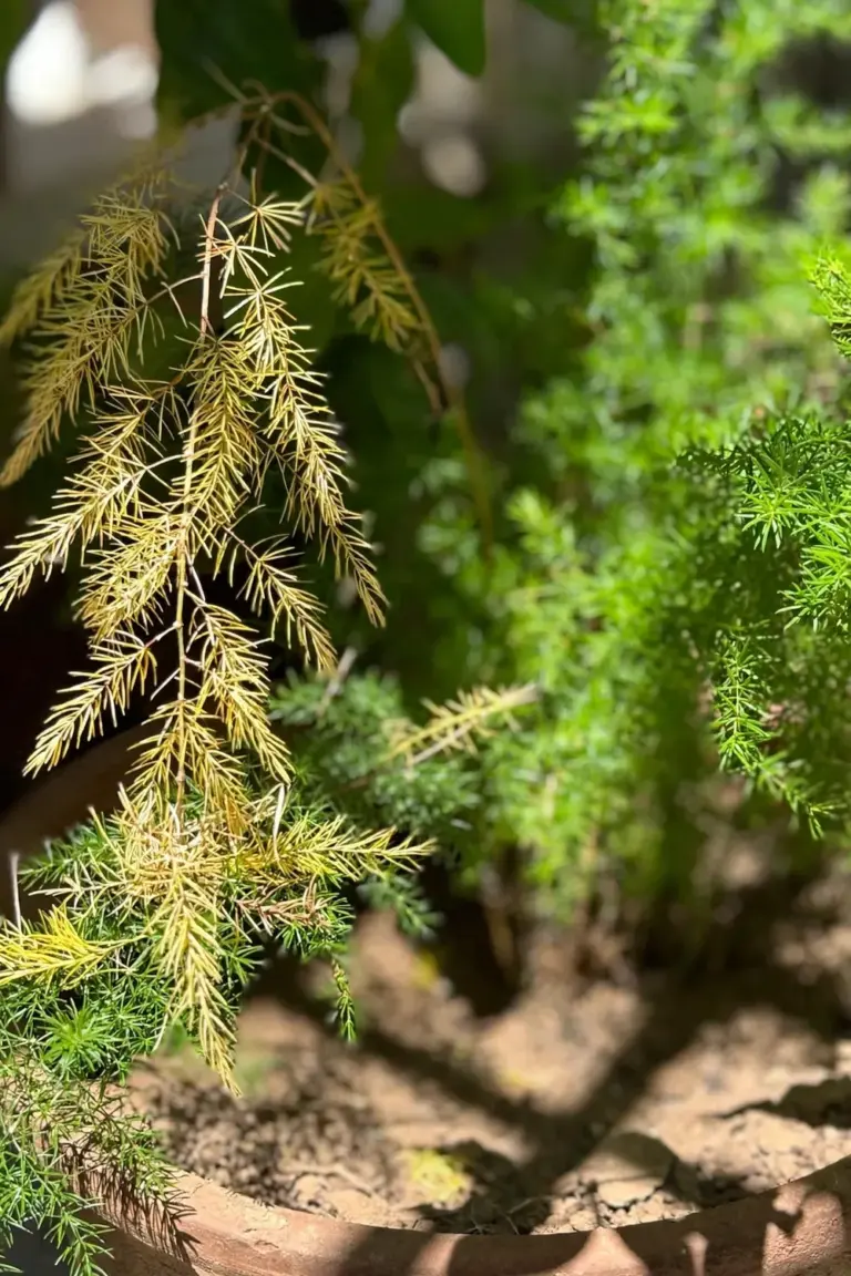 Asparagus fern sprays showing yellowing needles beside healthy green growth