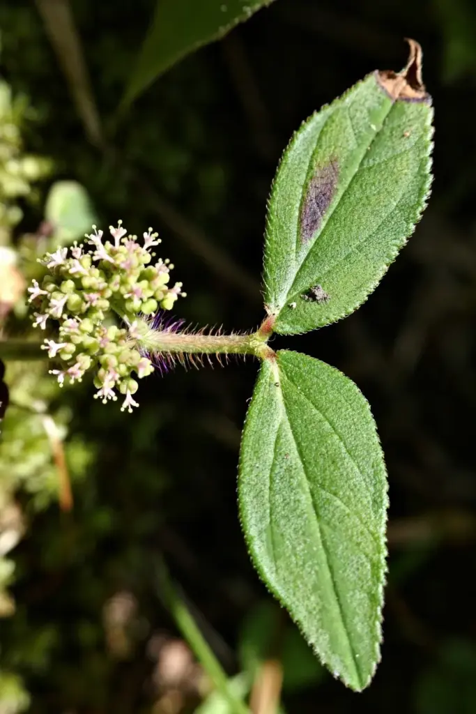 Patikan kebo opposite leaves and clustered cyathia in macro