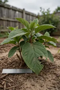 Unknown garden shrub with broad veined leaves and a ruler beside one leaf