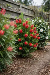 Three garden shrubs in flower beside a path in an Australian home garden