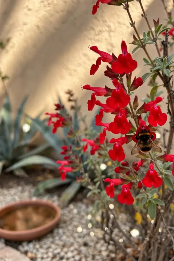 Red autumn sage tubular flowers on a warm-zone shrub visited by insects