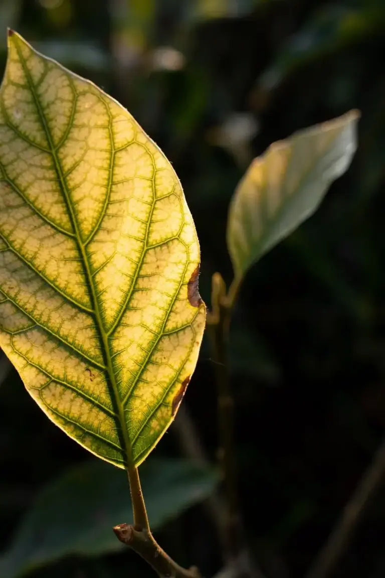 Young avocado leaf with yellow tissue between veins that stay green