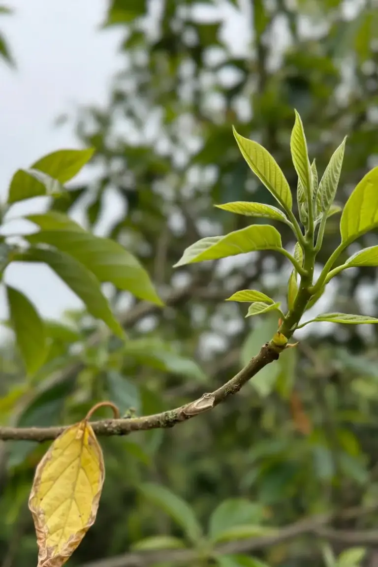 Avocado branch tip with fresh green new growth after yellow leaves dropped