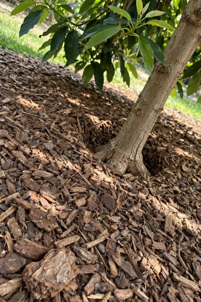 Deep wood chip mulch ring under an avocado tree with clear trunk