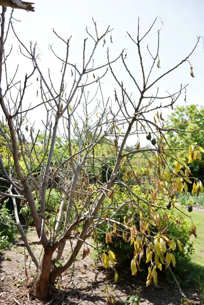 Avocado tree with severe top dieback and bare scaffold branches