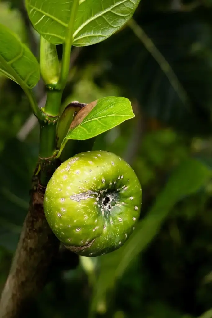 Awar-awar fig in macro showing ribs toward the tip and whitish dots at maturity