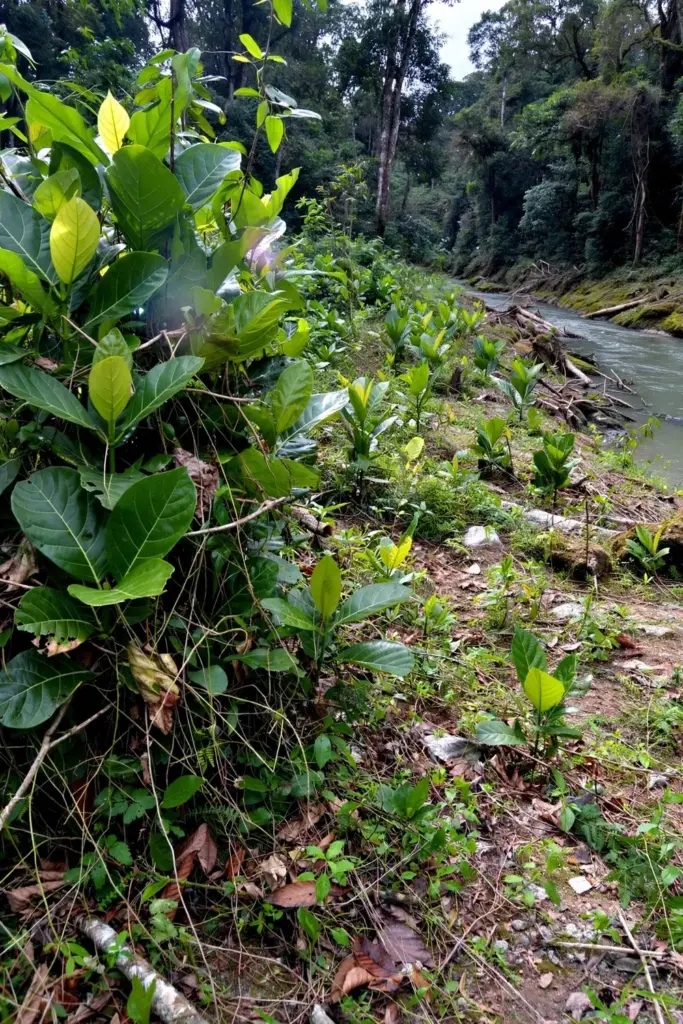Awar-awar trees colonizing a cleared forest edge beside a river bank