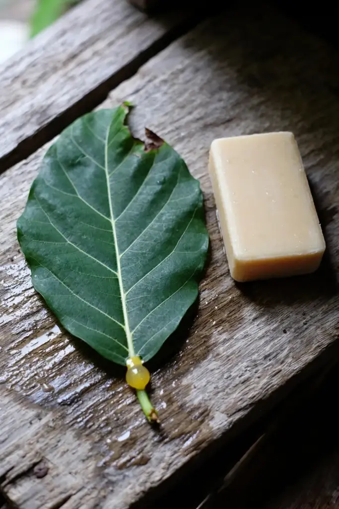Awar-awar leaf with yellow latex bead beside a plain bar of soap on a timber board
