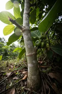 Awar-awar tree with large elliptic leaves and greenish figs at a tropical forest edge