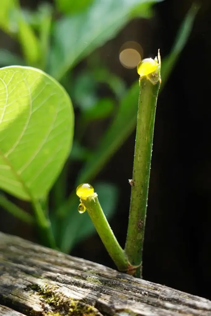 Snapped awar-awar leaf stalk with a bead of yellow latex on the cut surface