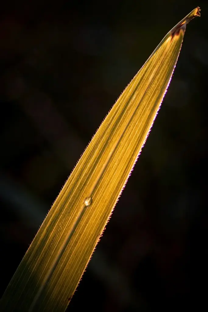 Backlit lemongrass leaf glowing with visible veins