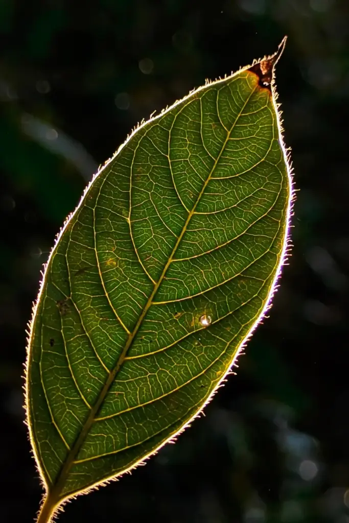 Backlit nutmeg leaf showing vein detail and a water bead