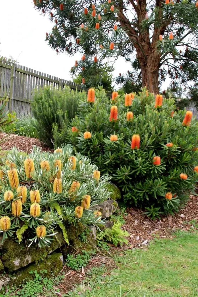 Three banksia forms side by side: dwarf groundcover shrub screen and tall tree