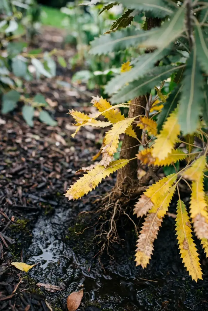 Banksia with yellowing leaves and wet soil at the base
