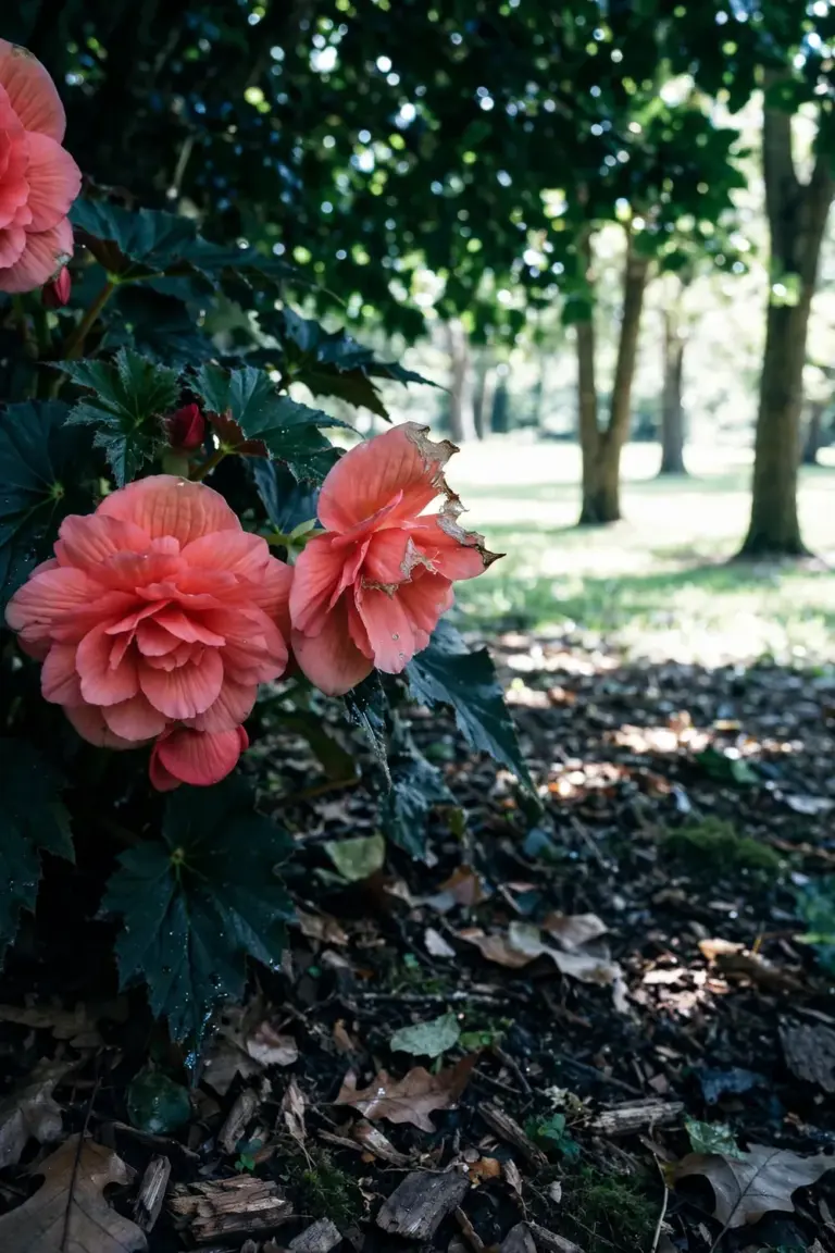 Tuberous begonia thriving in dappled shade under a tree beside sunlit lawn