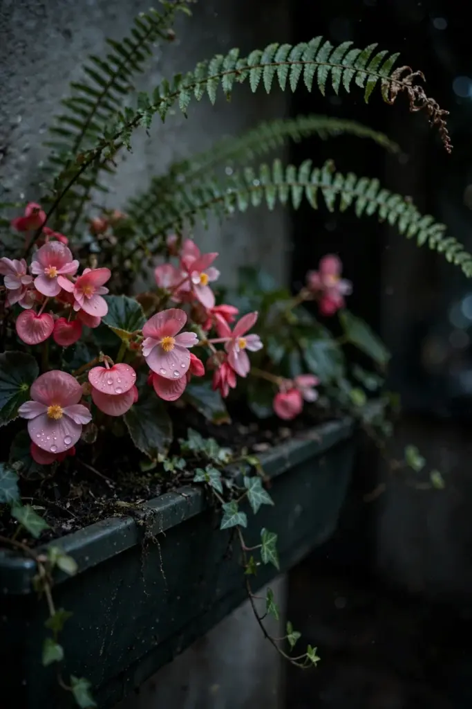 Pink begonias and Boston fern in a shaded window box