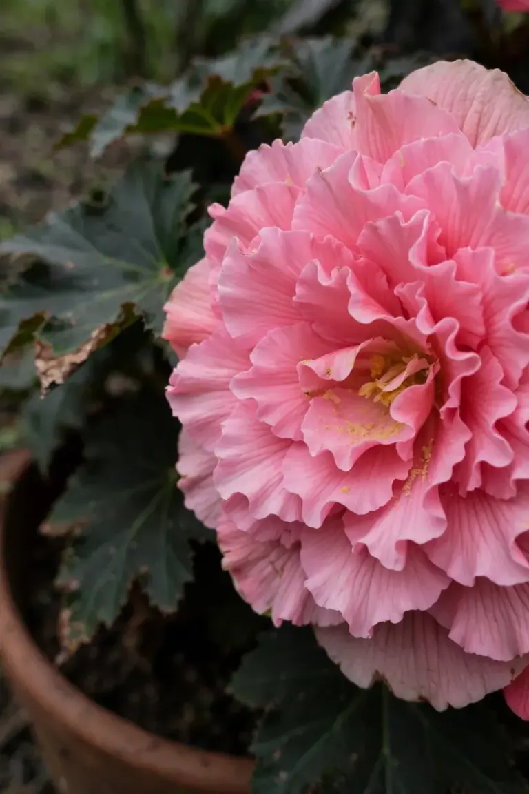 Giant pink tuberous begonia bloom fully open on the plant