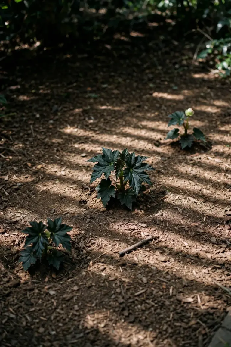 Tuberous begonias planted with wide spacing in a mulched shade bed